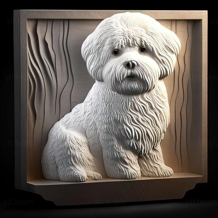 Animals Bichon frise dog